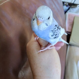セキセイインコの幼鳥を大切に育てていただける方
