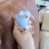 セキセイインコの幼鳥を大切に育てていただける方 サムネイル2