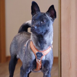 お山からきた魅力的なカラーの野犬の子