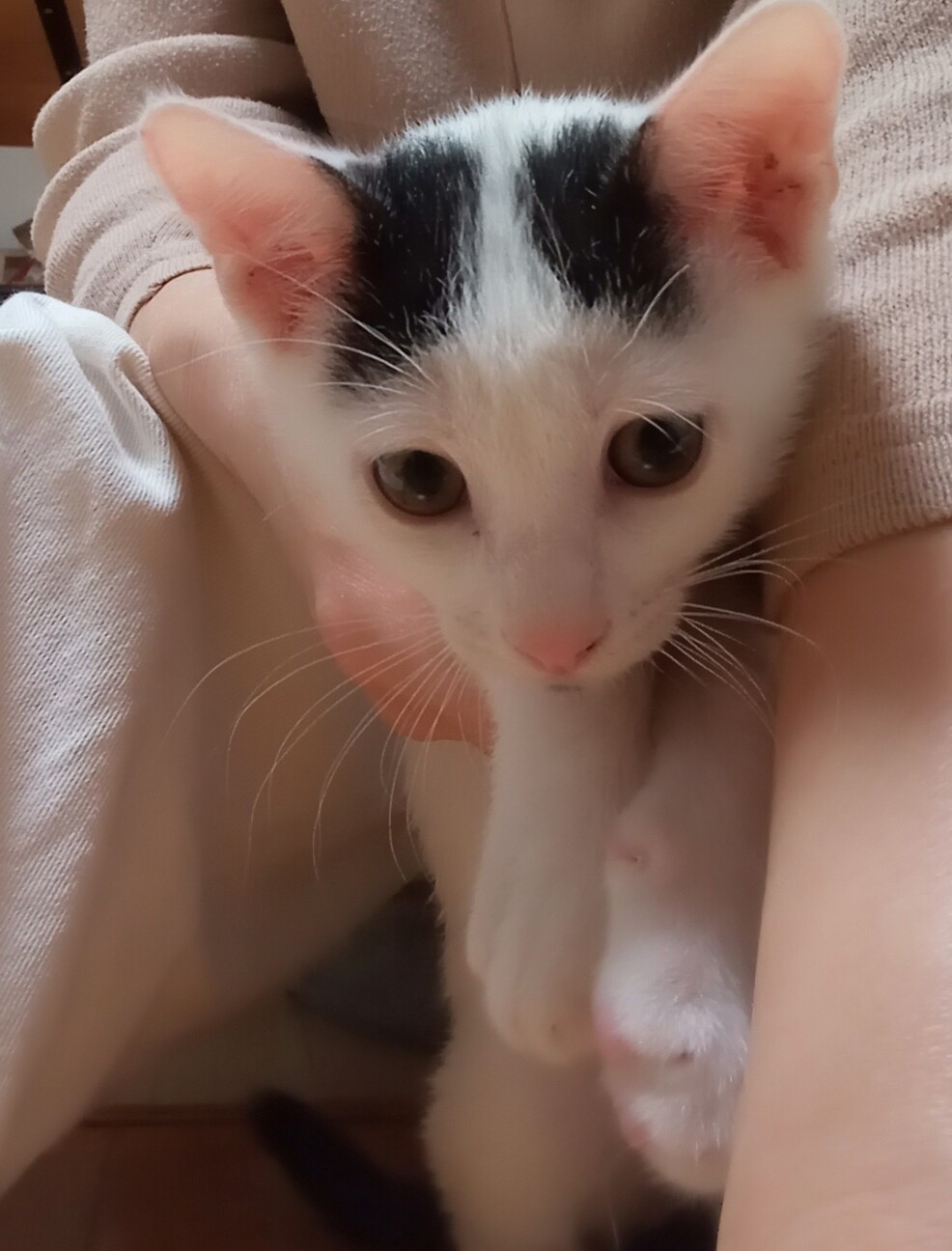 猫ちゃん　割れあり　節抜けあり　現品処分 猫ちゃん 割れあり 節抜けあり 現品処分 This is what happened