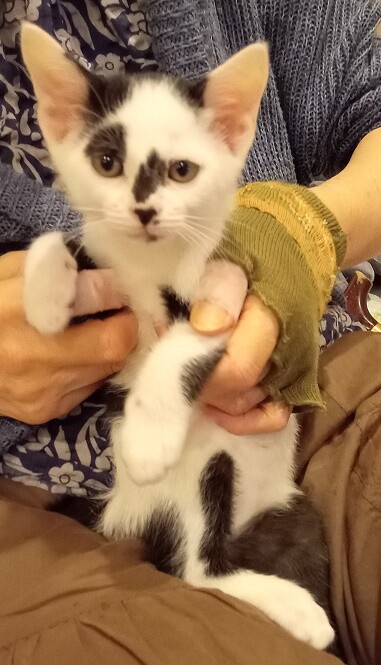 うらねこ様 完成品ご確認ページ☺︎ 5ヶ月の男の仔！お顔と長」千葉県 - 猫の里親募集(528876