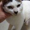 白猫で頭としっぽに模様のある可愛い猫です。 サムネイル6