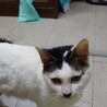白猫で頭としっぽに模様のある可愛い猫です。 サムネイル7