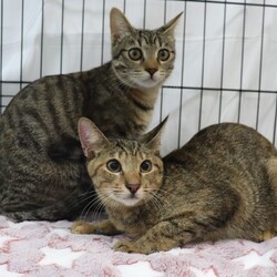 西宮保護ねこ かぎしっぽ主催譲渡会 サムネイル2