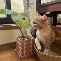 西宮保護ねこ かぎしっぽ主催譲渡会 サムネイル3