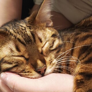 【交渉中】ベンガル猫 1歳 女の子