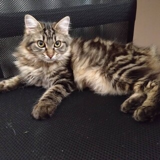 洋猫ミックス！フワフワな毛がゴージャスな美猫♪