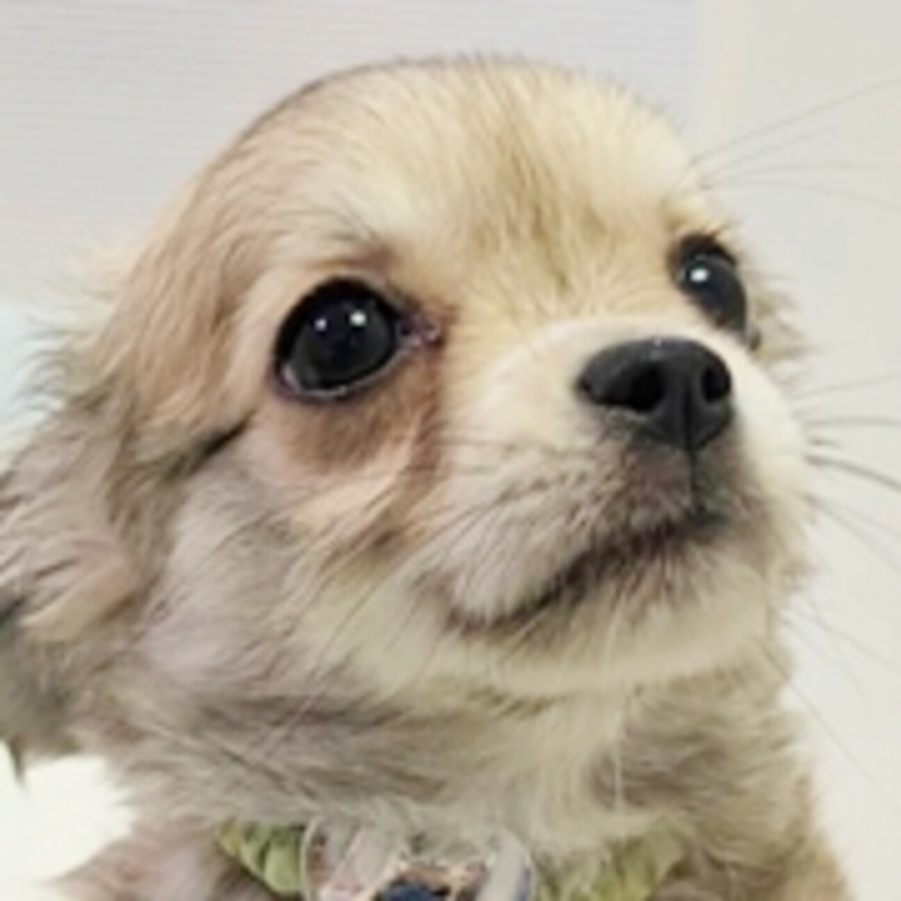 保護犬ナンバーD1650」神奈川県 - 犬の里親募集(506001