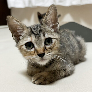 SOS！１月上旬期限　子猫キジトラ女子♥ふじ