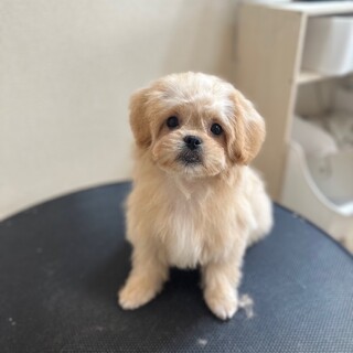 生後3ヶ月位ペキプーのみたらし君