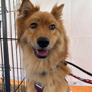 もふもふが可愛い【ヴァシュロン】くん