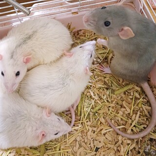 ファンシーラットの女の子5匹