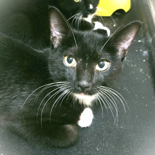 キリリかっこいい♥落ち着いた男の子