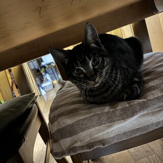 子猫　里親募集　