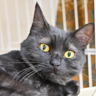 チョコ：優しく見守ってくれる女の子