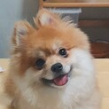 天真爛漫ポメラニアンの鈴ちゃん