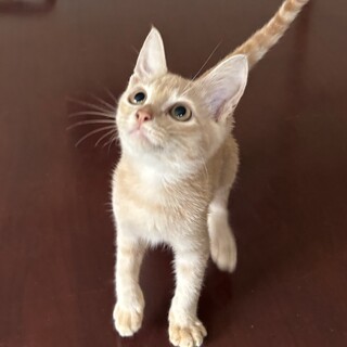 ４ヶ月のパステルカラーの兄妹です