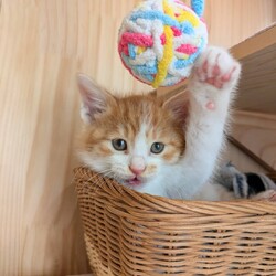 in瀬戸市☆CAMIKA de マルシェ☆2024年11月30日（土）～ちーむ にゃいんず