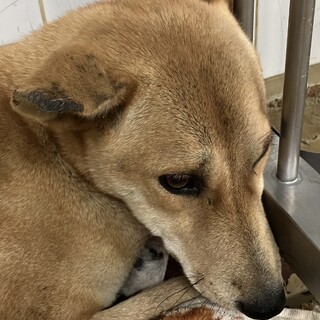 殺処分対象❗️収容期限11/29迄❗️延長なし