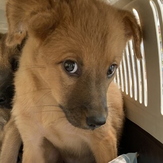 香川からレスキュー！　愛らしいチークちゃん