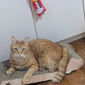 【茶トラ　成猫メス】令