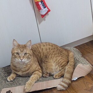 【茶トラ　成猫メス】令