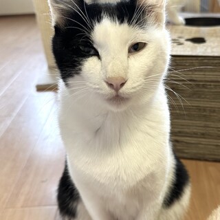 人馴れバツグン甘えんぼのわかめちゃん