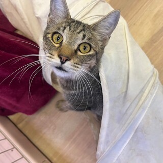 懐っこい♡ゴロスリ☆キジトラくんฅ•ﻌ•´ฅ