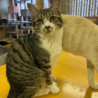 穏やか♡優しい♡キジ白ちゃんฅ•ﻌ•´ฅ