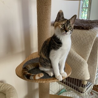 困った顔のお茶目な女の子