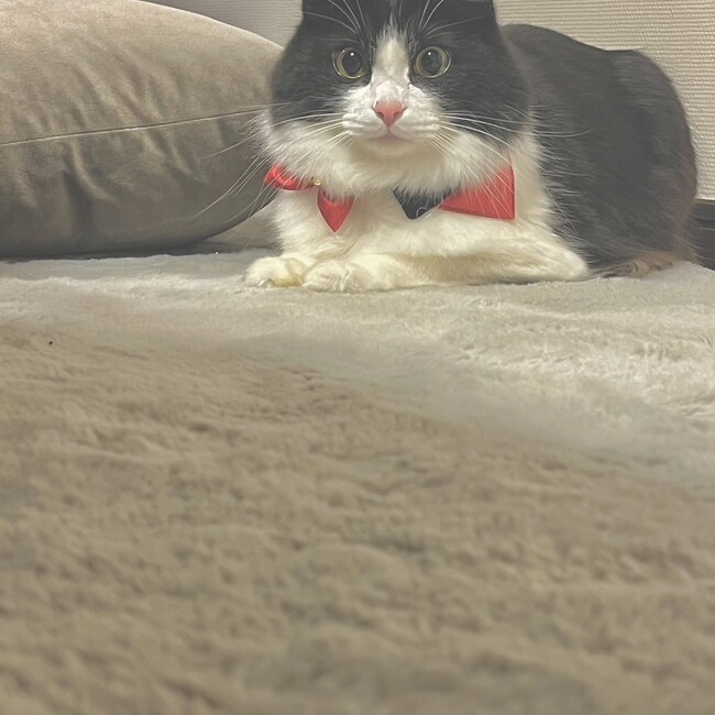 mamenyanのカバー写真