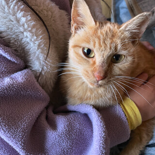 人懐っこい茶トラの女の子