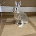 小さな穴うさぎのジョージ穏やかな性格の仔です！