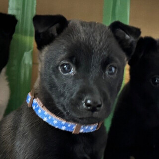 猫とも可　中型犬仔犬生後2か月男の子