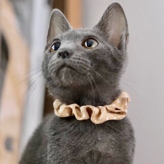 織部♡家族ができました