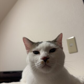 ෆ⃛FIP治療中ですෆ⃛ぶんちゃん