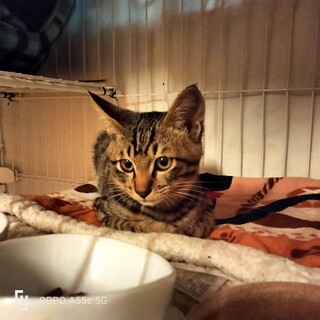 おもちゃと弟が大好き六甲くん