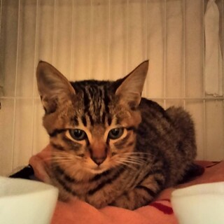 おっとりなたぬき顔の阪神くん