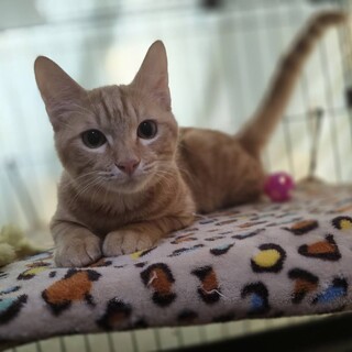 フレンドリーなやんちゃ坊主ペコ