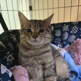 フレンドリーで大人しいクッキー