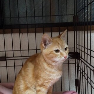 ご飯と人間大好きな甘えん坊マイキー