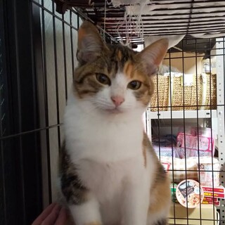 マイペースでのんびりな美人まめ