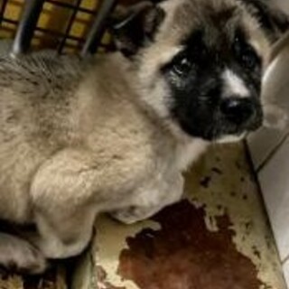 緊急！生後1ケ月の可愛い子犬　12月1日迄