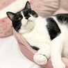 甘えん坊黒白の男の子