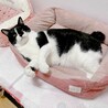 甘えん坊黒白の男の子 サムネイル3