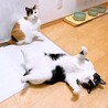 甘えん坊黒白の男の子 サムネイル4