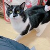 甘えん坊黒白の男の子 サムネイル6