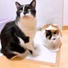 甘えん坊黒白の男の子 サムネイル7