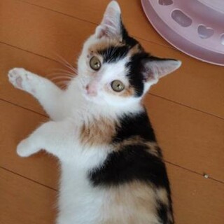二匹目に。コロコロ可愛い三毛猫ちゃん三カ月