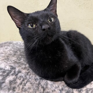 ロア　黒猫　女の子　推定1歳